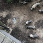 ddc51099-169a-42cd-887b-355033a31252